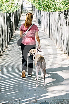 Rear view of a young Spanish woman walking with her rescued greyhound dog over a bridge in a park