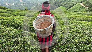 Rear view of young woman with wicker basket wearing traditional harvesting clothes walking between rows of Turkish black tea plant