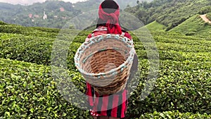 Rear view of young woman with wicker basket wearing traditional harvesting clothes walking between rows of Turkish black tea plant