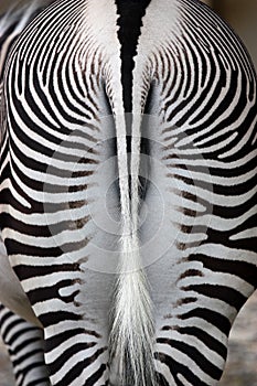 Rear view of zebra