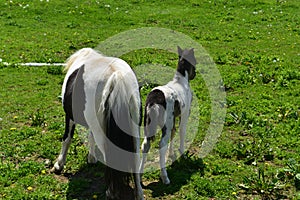 The Rearends of a Pair of Miniature Horses in a Pasture