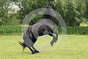 Rearing black horse