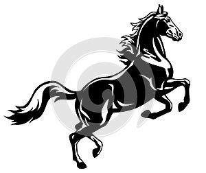Rearing horse black white