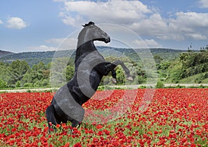 Rearing  horse in poppies