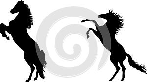 Rearing horses in silhouette