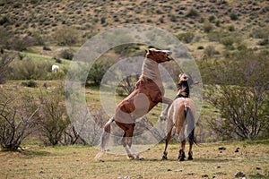 Rearing up wild horse stallions fighting in the Salt River wild horse management area near Scottsdale Arizona USA