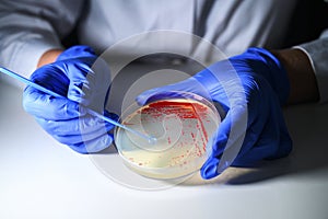 Reasercher picking up colony of a red bacterial culture from agar plate wearing gloves in a molecular biology laboratory for the