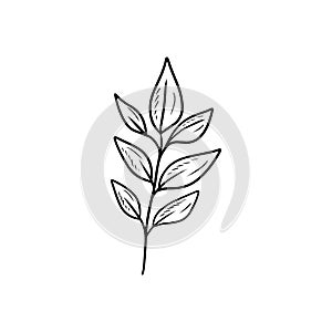 Reaslistic beautiful tropical branch with leaves inblack isolated on white background. HAnd drawn vector sketch illustration in