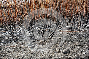 The reasons for spring grass burning are largely unfounded and rather than being beneficial, grass burning is destructive and photo