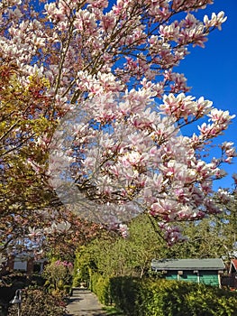 Reat flowering magnolia tree photo