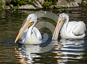Reat white pelican,Pelecanus onocrotalus, eastern white pelican, rosy pelican or white pelican is a bird in the pelican family sum photo