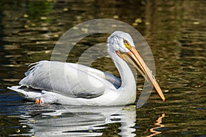 Reat white pelican,Pelecanus onocrotalus, eastern white pelican, rosy pelican or white pelican is a bird in the pelican family sum photo