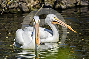 Reat white pelican,Pelecanus onocrotalus, eastern white pelican, rosy pelican or white pelican is a bird in the pelican family sum photo