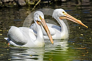 Reat white pelican,Pelecanus onocrotalus, eastern white pelican, rosy pelican or white pelican is a bird in the pelican family sum photo