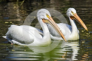 Reat white pelican,Pelecanus onocrotalus, eastern white pelican, rosy pelican or white pelican is a bird in the pelican family sum photo