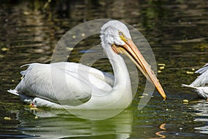 Reat white pelican,Pelecanus onocrotalus, eastern white pelican, rosy pelican or white pelican is a bird in the pelican family sum photo