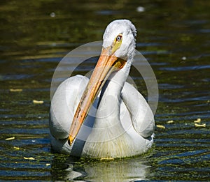 Reat white pelican,Pelecanus onocrotalus, eastern white pelican, rosy pelican or white pelican is a bird in the pelican family sum photo