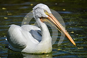 Reat white pelican,Pelecanus onocrotalus, eastern white pelican, rosy pelican or white pelican is a bird in the pelican family sum photo