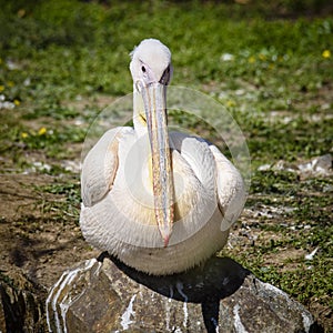 Reat white pelican,Pelecanus onocrotalus, eastern white pelican, rosy pelican or white pelican is a bird in the pelican family sum photo