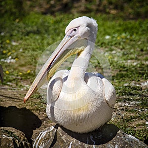 Reat white pelican,Pelecanus onocrotalus, eastern white pelican, rosy pelican or white pelican is a bird in the pelican family sum photo