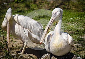 Reat white pelican,Pelecanus onocrotalus, eastern white pelican, rosy pelican or white pelican is a bird in the pelican family sum photo