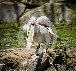 Reat white pelican,Pelecanus onocrotalus, eastern white pelican, rosy pelican or white pelican is a bird in the pelican family sum photo
