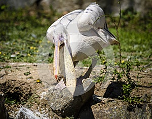 Reat white pelican,Pelecanus onocrotalus, eastern white pelican, rosy pelican or white pelican is a bird in the pelican family sum photo