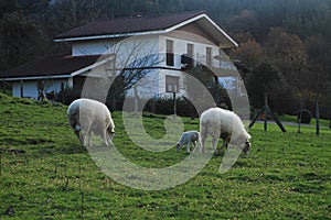 RebaÃÂ±o de ovejas. photo