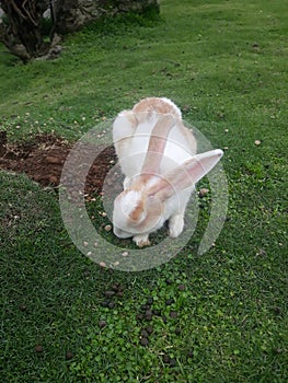 Rebbit color is white and brown