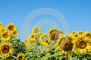 Rebellious colorful, beautiful sunflower heads in warm summer day