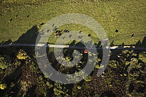 rebild bakker drone photo of cows in the grass