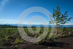 Rebirth of a forest on the volcanic landscape around Tolbachik Volcano