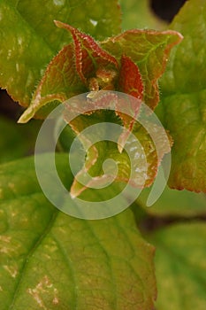 The rebirth of nature macro photo of young corcodus leaves Prunus cerasifera