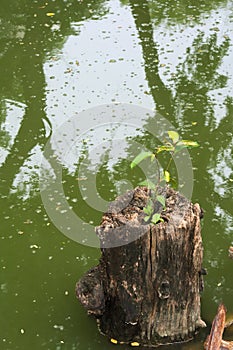 Rebirth of a tree; a dead stump sitting in a swampy lake, giving birth to a new seedling.