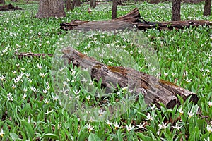 A Rebirth of White Trout Lilies