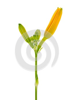 Reblooming Daylily flower buds isolated on white background, Hemerocallis Stella de Oro