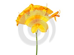 Reblooming Daylily flower isolated on white, Hemerocallis Stella de Oro