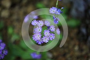 Rebun Hepatica in Rebun Island, Hokkaido, Japan