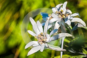 Rebun Island Edelweiss Leontopodium discolor