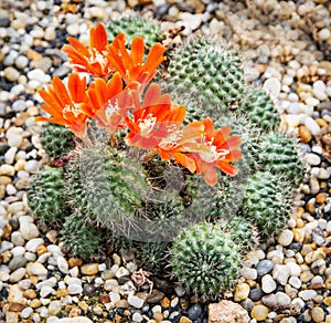 Rebutia almeyeri plant, gardening theme