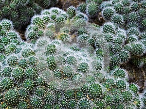 Rebutia Cactus (Rebutia albiflora) photo