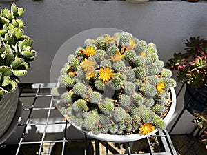 Rebutia fabrisii v aureiflora is a small green soft-spined cactus.