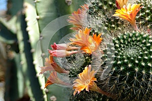 Rebutia fiebrigii photo