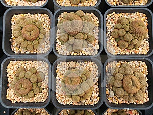 Rebutia Heliosa a small succulent cactus Round, fleshy, greenish-gray color with small spikes photo