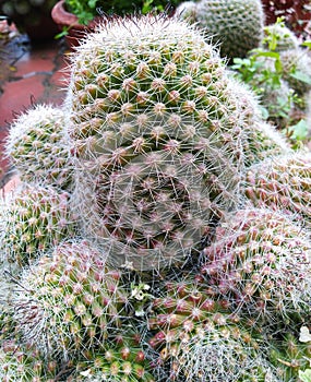rebutia heliosa variety of cactus photo
