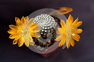 Rebutia krainziana blooming with yellow flowers