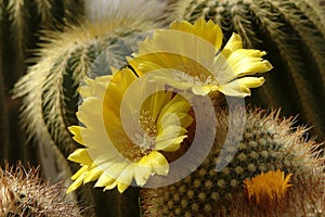 Rebutia marsoneri in blossom photo