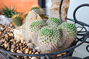 Rebutia minuscula, cactus