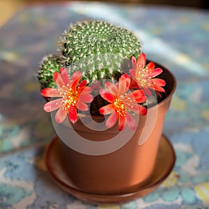 Rebutia minuscula cactus in the brown pot on the windowsill is blooming red flowers. Close up photo