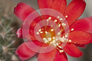 Rebutia minuscula cactus flower close up